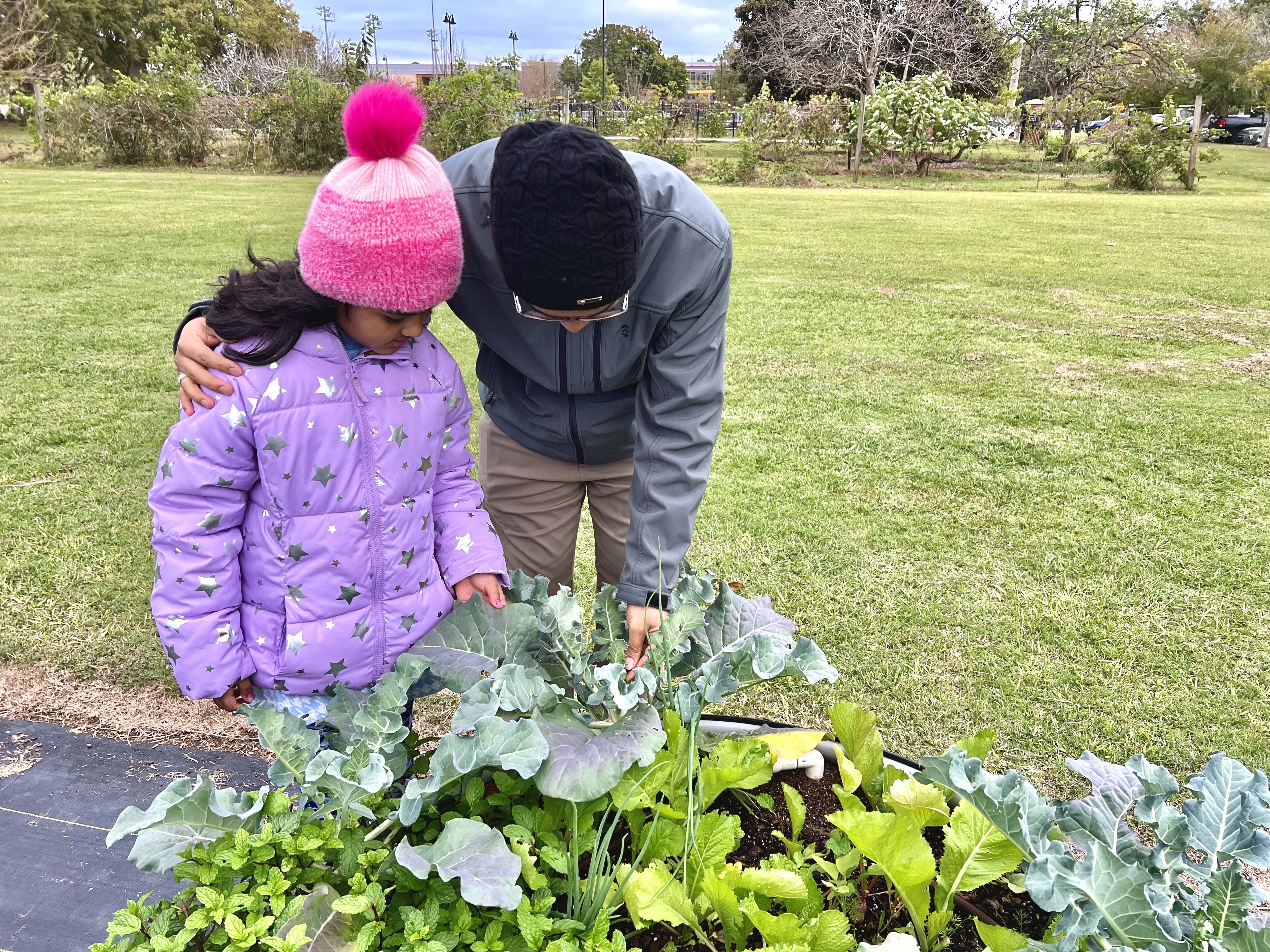 The Hill Farm Community Garden: Growing, together 